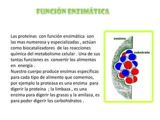 Las proteínas con función enzimática son
las mas numerosa y especializadas , actúan
como biocatalizadores de las reacciones
química del metabolismo celular . Una de sus
tantas funciones es convertir los alimentos
en energía .
Nuestro cuerpo produce enzimas especificas
para cada tipo de alimento que comemos,
por ejemplo la proteasa es una enzima para
digerir la proteína ; la limbaza , es una
enzima para digerir las grasas y la amilasa, es
para poder digerir los carbohidratos .

 