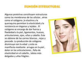 Algunas proteínas constituyen estructuras
como las membranas de las células , otras
como el colágeno ,la elastina y la
queraquina permiten la elasticidad y la
resistencia en órganos y tejidos . El
colágeno se encarga de dar fuerza y
flexibidad a la piel, ligamentos, huesos,
articulaciones, ojos, uñas y cabello. Este
se obtiene de las carnes blancas , rojas y
pescado .La producción de colágeno
disminuye con la edad y esta se
manifiesta mediante arrugas en la piel ,
dolor en las articulaciones , falta de
elasticidad en el cabello , labios más
delgados y uñas frágiles .

 