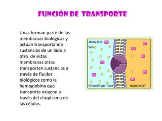 Unas forman parte de las
membranas biológicas y
actúan transportando
sustancias de un lado a
otro de estas
membranas otras
transportan sustancias a
través de fluidos
biológicos como la
hemoglobina que
transporta oxigeno a
través del citoplasma de
las células.

 