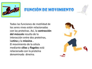 Todas las funciones de motilidad de
los seres vivos están relacionadas
con las proteínas. Así, la contracción
del músculo resulta de la
interacción entre dos proteínas,
lactina y la miosina .
El movimiento de la célula
mediante cilios y flagelos está
relacionado con la proteína
denominada dineina.

 