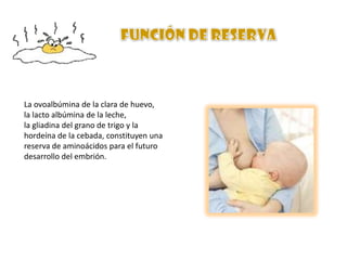 La ovoalbúmina de la clara de huevo,
la lacto albúmina de la leche,
la gliadina del grano de trigo y la
hordeína de la cebada, constituyen una
reserva de aminoácidos para el futuro
desarrollo del embrión.

 