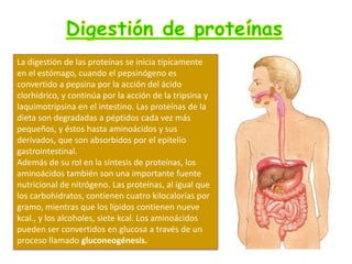 La digestión de las proteínas se inicia típicamente
en el estómago, cuando el pepsinógeno es
convertido a pepsina por la acción del ácido
clorhídrico, y continúa por la acción de la tripsina y
laquimotripsina en el intestino. Las proteínas de la
dieta son degradadas a péptidos cada vez más
pequeños, y éstos hasta aminoácidos y sus
derivados, que son absorbidos por el epitelio
gastrointestinal.
Además de su rol en la síntesis de proteínas, los
aminoácidos también son una importante fuente
nutricional de nitrógeno. Las proteínas, al igual que
los carbohidratos, contienen cuatro kilocalorías por
gramo, mientras que los lípidos contienen nueve
kcal., y los alcoholes, siete kcal. Los aminoácidos
pueden ser convertidos en glucosa a través de un
proceso llamado gluconeogénesis.

 