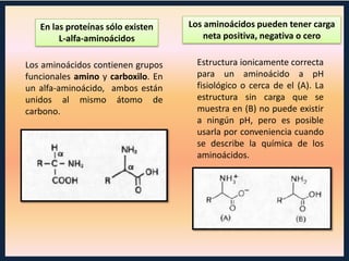 En las proteínas sólo existen
L-alfa-aminoácidos

Los aminoácidos pueden tener carga
neta positiva, negativa o cero

Los aminoácidos contienen grupos
funcionales amino y carboxilo. En
un alfa-aminoácido, ambos están
unidos al mismo átomo de
carbono.

Estructura ionicamente correcta
para un aminoácido a pH
fisiológico o cerca de el (A). La
estructura sin carga que se
muestra en (B) no puede existir
a ningún pH, pero es posible
usarla por conveniencia cuando
se describe la química de los
aminoácidos.

 