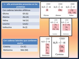 L – alfa aminoácidos presentes en las
proteínas
Con cadenas laterales alifáticas
Glicina

Gli (G)

Alanina

Ala (A)

Valina

Val (V)

Leucina

Leu(L)

Isoleucina

Ile (I)

Con cadenas laterales que contienen
azufre
Cisteína

Cis (C)

Metionina

Met (M)

 