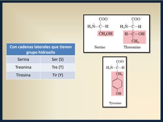 Con cadenas laterales que tienen
grupo hidroxilo
Serina

Ser (S)

Treonina

Tre (T)

Tirosina

Tir (Y)

 