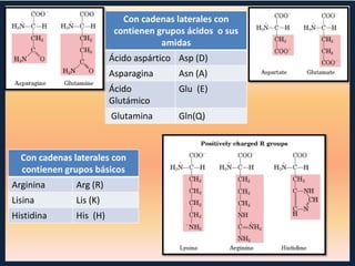 Con cadenas laterales con
contienen grupos ácidos o sus
amidas
Ácido aspártico Asp (D)
Asparagina

Asn (A)

Ácido
Glutámico

Glu (E)

Glutamina

Gln(Q)

Con cadenas laterales con
contienen grupos básicos
Arginina

Arg (R)

Lisina

Lis (K)

Histidina

His (H)

 