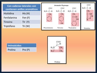 Con cadenas laterales con
contienen anillos aromáticos
Hisitidina

His (H)

Fenilalanina

Fen (F)

Tirosina

Tir (Y)

Triptófano

Tri (W)

Iminoácidos
Prolina

Pro (P)

 