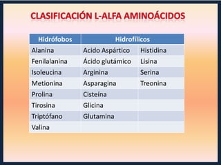 Hidrófobos

Hidrofílicos

Alanina
Fenilalanina
Isoleucina

Acido Aspártico
Ácido glutámico
Arginina

Histidina
Lisina
Serina

Metionina
Prolina
Tirosina
Triptófano
Valina

Asparagina
Cisteína
Glicina
Glutamina

Treonina

 