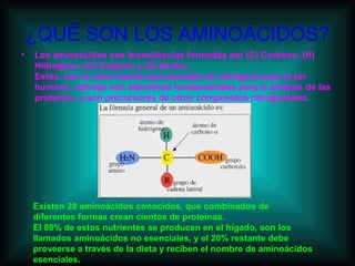 ¿QUÉ SON LOS AMINOÁCIDOS? 
• Los aminoácidos son biomoléculas formadas por (C) Carbono, (H) 
Hidrogeno, (O) Oxígeno y (S) Azufre. 
Estos, son la única fuente aprovechable de nitrógeno para el ser 
humano, además son elementos fundamentales para la síntesis de las 
proteínas, y son precursores de otros compuestos nitrogenados. 
Existen 28 aminoácidos conocidos, que combinados de 
diferentes formas crean cientos de proteínas. 
El 80% de estos nutrientes se producen en el hígado, son los 
llamados aminoácidos no esenciales, y el 20% restante debe 
proveerse a través de la dieta y reciben el nombre de aminoácidos 
esenciales. 
 
