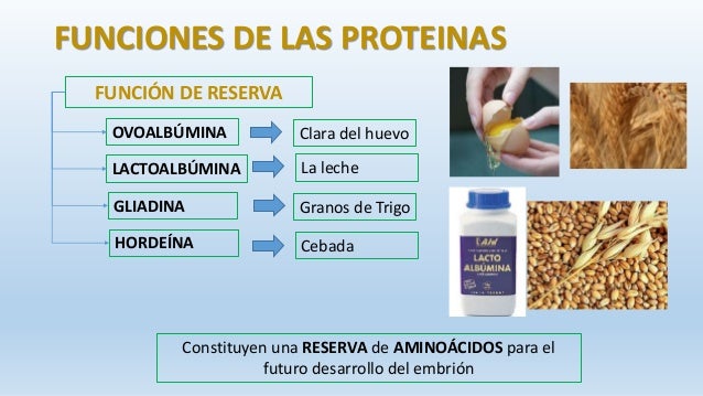 Proteínas - Neil Dueñas
