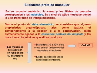 El sistema proteico muscular
En su aspecto anatómico la carne y los filetes de pescado
corresponden a los músculos. Es a nivel de tejido muscular donde
la E se transforma en trabajo mecánico.
Desde el punto de vista alimenticio, se considera que algunas
propiedades organolépticas, tales como textura, el
comportamiento a la cocción o a la conservación, están
estrechamente ligados a la estructura proteica del músculo y las
reacciones bioquímicas que allí se producen.
Los músculos
se clasifican
en función de
su estructura
en:
Estriados: 30 a 40% de la
masa animal (músculos del
esqueleto y cardíaco)
Lisos: paredes de vasos
sanguíneos e intestino.
CARNE
 