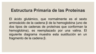 Estructura Primaria de las Proteínas
El ácido glutámico, que normalmente es el sexto
aminoácido de la cadena β de la hemoglobina (uno de
dos tipos de cadenas de proteínas que conforman la
hemoglobina), es reemplazado por una valina. El
siguiente diagrama muestra esta sustitución en un
fragmento de la cadena β.
 