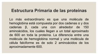 Estructura Primaria de las proteínas
Lo más extraordinario es que una molécula de
hemoglobina está compuesta por dos cadenas α y dos
cadenas β, cada una con alrededor de 150
aminoácidos, los cuales llegan a un total aproximado
de 600 en toda la proteína. La diferencia entre una
molécula de hemoglobina normal y una molécula de
célula falciforme es de solo 2 aminoácidos de los
aproximadamente 600.
 
