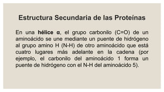 Estructura Secundaria de las Proteínas
En una hélice α, el grupo carbonilo (C=O) de un
aminoácido se une mediante un puente de hidrógeno
al grupo amino H (N-H) de otro aminoácido que está
cuatro lugares más adelante en la cadena (por
ejemplo, el carbonilo del aminoácido 1 forma un
puente de hidrógeno con el N-H del aminoácido 5).
 