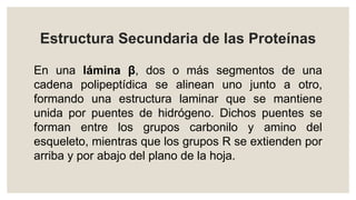 Estructura Secundaria de las Proteínas
En una lámina β, dos o más segmentos de una
cadena polipeptídica se alinean uno junto a otro,
formando una estructura laminar que se mantiene
unida por puentes de hidrógeno. Dichos puentes se
forman entre los grupos carbonilo y amino del
esqueleto, mientras que los grupos R se extienden por
arriba y por abajo del plano de la hoja.
 