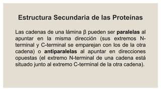 Estructura Secundaria de las Proteínas
Las cadenas de una lámina β pueden ser paralelas al
apuntar en la misma dirección (sus extremos N-
terminal y C-terminal se emparejan con los de la otra
cadena) o antiparalelas al apuntar en direcciones
opuestas (el extremo N-terminal de una cadena está
situado junto al extremo C-terminal de la otra cadena).
 