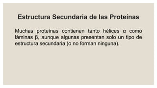 Estructura Secundaria de las Proteínas
Muchas proteínas contienen tanto hélices α como
láminas β, aunque algunas presentan solo un tipo de
estructura secundaria (o no forman ninguna).
 