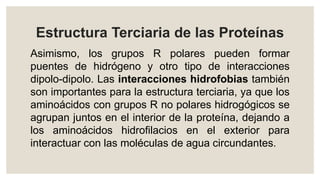 Estructura Terciaria de las Proteínas
Asimismo, los grupos R polares pueden formar
puentes de hidrógeno y otro tipo de interacciones
dipolo-dipolo. Las interacciones hidrofobias también
son importantes para la estructura terciaria, ya que los
aminoácidos con grupos R no polares hidrogógicos se
agrupan juntos en el interior de la proteína, dejando a
los aminoácidos hidrofilacios en el exterior para
interactuar con las moléculas de agua circundantes.
 