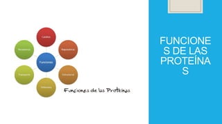 FUNCIONE
S DE LAS
PROTEÍNA
S
 