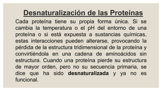 Desnaturalización de las Proteínas
Cada proteína tiene su propia forma única. Si se
cambia la temperatura o el pH del entorno de una
proteína o si está expuesta a sustancias químicas,
estas interacciones pueden alterarse, provocando la
pérdida de la estructura tridimensional de la proteína y
convirtiéndola en una cadena de aminoácidos sin
estructura. Cuando una proteína pierde su estructura
de mayor orden, pero no su secuencia primaria, se
dice que ha sido desnaturalizada y ya no es
funcional.
 