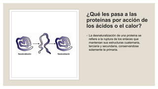 ¿Qué les pasa a las
proteínas por acción de
los ácidos o el calor?
◦ La desnaturalización de una proteina se
refiere a la ruptura de los enlaces que
mantenian sus estructuras cuaternaria,
terciaria y secundaria, conservandose
solamente la primaria.
 