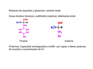 Residuos de aspartato y glutamato: carácter ácido Grupo fenolico (tirosina) y sulfihidrilo (cisteína): débilmente ácido Tirosina Cisteína Proteínas: Capacidad amortiguadora o buffer  por captar o liberar protones de acuerdo a concentración de H+ 