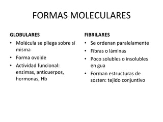 FORMAS MOLECULARES GLOBULARES Molécula se pliega sobre sí misma Forma ovoide Actividad funcional: enzimas, anticuerpos, hormonas, Hb FIBRILARES Se ordenan paralelamente Fibras o láminas Poco solubles o insolubles en gua Forman estructuras de sosten: tejido conjuntivo 