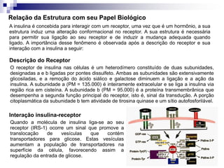 Relação da Estrutura com seu Papel Biológico
A insulina é concebida para interagir com um receptor, uma vez que é um hormônio, a sua
estrutura induz uma alteração conformacional no receptor. A sua estrutura é necessária
para permitir sua ligação ao seu receptor e de induzir a mudança adequada quando
ligado. A importância desse fenômeno é observada após a descrição do receptor e sua
interação com a insulina a seguir:

Descrição do Receptor
O receptor de insulina nas células é um heterodímero constituído de duas subunidades,
designadas a e b ligadas por pontes dissulfeto. Ambas as subunidades são extensivamente
glicosiladas, e a remoção do ácido siálico e galactose diminuem a ligação e a ação da
insulina. A subunidade a (PM = 135.000) é inteiramente extracelular e se liga a insulina via
região rica em cisteína. A subunidade b (PM = 95.000) é a proteína transmembrânica que
desempenha a segunda função principal do receptor, isto é, sinal da transdução. A porção
citoplasmática da subunidade b tem atividade de tirosina quinase e um sítio autofosforilável.

Interação insulina-receptor
Quando a molécula de insulina liga-se ao seu
receptor (IRS-1) ocorre um sinal que promove a
translocação    de    vesículas   que   contém
transportadores para glicose. Estas vesículas
aumentam a população de transportadores na
superfície da célula, favorecendo assim a
regulação da entrada de glicose.
 