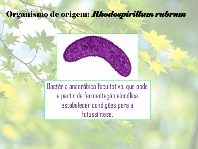 RuBisCO