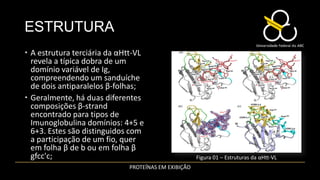 ESTRUTURA
 A estrutura terciária da αHtt-VL
  revela a típica dobra de um
  domínio variável de Ig,
  compreendendo um sanduíche
  de dois antiparalelos β-folhas;
 Geralmente, há duas diferentes
  composições β-strand
  encontrado para tipos de
  Imunoglobulina domínios: 4+5 e
  6+3. Estes são distinguidos com
  a participação de um fio, quer
  em folha β de b ou em folha β
  gfcc'c;                                            Figura 01 – Estruturas da αHtt-VL
                             PROTEÍNAS EM EXIBIÇÃO
 