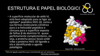 ESTRUTURA E PAPEL BIOLÓGICO
   A superfície molecular de αHtt-VL
    está bem adaptado para se ligar ao
    epítopo* peptídico Htt5-18, como a
    sua formas moleculares cilíndrica
    para o α-helicoidal peptídico e
    côncava para a superfície exposta
    de folhas β do domínio VL quase
    perfeitamente complementares, ou
    seja, a proteína possui locais onde
    inibe a proteína Htt5-18 ligando a
    ela e identificando o agente
    patológico.
                                                                      Figura 03 – Estrutura CPK
*Sítio de ligação específico que é reconhecido por um anticorpo;
                                               PROTEÍNA EM EXIBIÇÃO
 