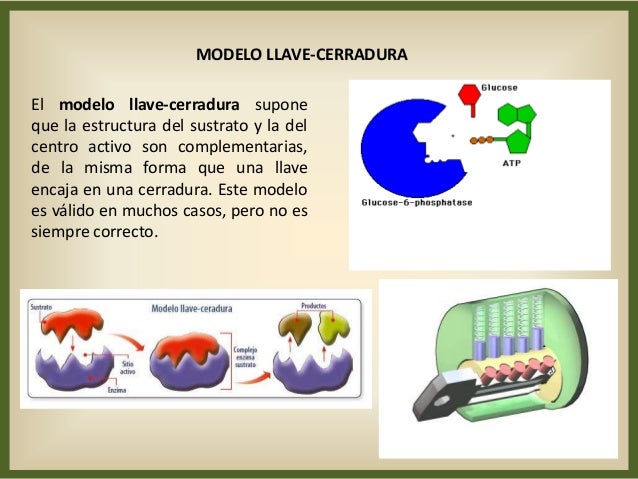 Proteinas enzimología