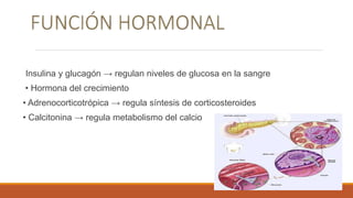 Insulina y glucagón → regulan niveles de glucosa en la sangre
• Hormona del crecimiento
• Adrenocorticotrópica → regula síntesis de corticosteroides
• Calcitonina → regula metabolismo del calcio
 