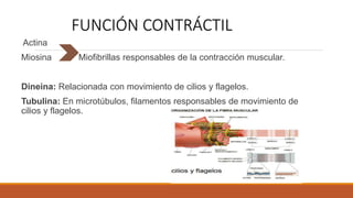 FUNCIÓN CONTRÁCTIL
Actina
Miosina Miofibrillas responsables de la contracción muscular.
Dineina: Relacionada con movimiento de cilios y flagelos.
Tubulina: En microtúbulos, filamentos responsables de movimiento de
cilios y flagelos.
 