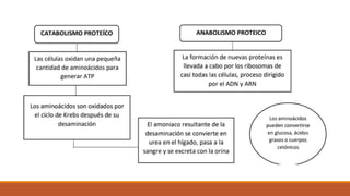 proteinas exposicion.pptx