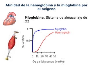 PROTE NAS Generalidades estructura Clasificaci n Amino cidos prote-nas-generalidades-estructura-clasificaci-n-amino-cidos