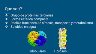 Que son?
❖ Grupo de proteínas terciarias
❖ Forma esférica compacta
❖ Realiza funciones de síntesis, transporte y metabolismo
❖ Solubles en agua
Globulares Fibrosos
 