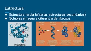 Estructura
● Estructura terciaria(varias estructuras secundarias)
● Solubles en agua a diferencia de ﬁbrosos
Mioglobina
 