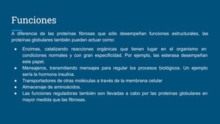 Funciones
A diferencia de las proteínas fibrosas que sólo desempeñan funciones estructurales, las
proteínas globulares también pueden actuar como:
● Enzimas, catalizando reacciones orgánicas que tienen lugar en el organismo en
condiciones normales y con gran especificidad. Por ejemplo, las esterasa desempeñan
este papel.
● Mensajeros, transmitiendo mensajes para regular los procesos biológicos. Un ejemplo
sería la hormona insulina.
● Transportadores de otras moléculas a través de la membrana celular
● Almacenaje de aminoácidos.
● Las funciones reguladoras también son llevadas a cabo por las proteínas globulares en
mayor medida que las fibrosas.
 