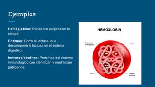 Ejemplos
Hemoglobina: Transporta oxígeno en la
sangre.
Enzimas: Como la lactasa, que
descompone la lactosa en el sistema
digestivo.
Inmunoglobulinas: Proteínas del sistema
inmunológico que identifican y neutralizan
patógenos.
 
