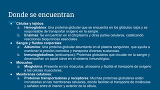 Donde se encuentran
● Células y tejidos:
a. Hemoglobina: Una proteína globular que se encuentra en los glóbulos rojos y es
responsable de transportar oxígeno en la sangre.
b. Enzimas: Se encuentran en el citoplasma y otras partes celulares, catalizando
reacciones bioquímicas esenciales.
● Sangre y fluidos corporales:
a. Albúmina: Una proteína globular abundante en el plasma sanguíneo, que ayuda a
mantener la presión osmótica y transporta diversas sustancias.
b. Inmunoglobulinas (anticuerpos): Proteínas globulares que circulan en la sangre y
desempeñan un papel clave en el sistema inmunológico.
● Músculos:
a. Mioglobina: Presente en los músculos, almacena y facilita el transporte de oxígeno
a las células musculares.
● Membranas celulares:
a. Proteínas transportadoras y receptores: Muchas proteínas globulares están
incrustadas en las membranas celulares, donde facilitan el transporte de moléculas
y señales entre el interior y exterior de la célula.
 