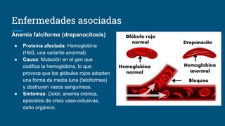 Enfermedades asociadas
Anemia falciforme (drepanocitosis)
● Proteína afectada: Hemoglobina
(HbS, una variante anormal).
● Causa: Mutación en el gen que
codifica la hemoglobina, lo que
provoca que los glóbulos rojos adopten
una forma de media luna (falciformes)
y obstruyen vasos sanguíneos.
● Síntomas: Dolor, anemia crónica,
episodios de crisis vaso-oclusivas,
daño orgánico.
 