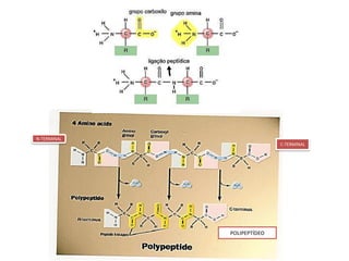 POLIPEPTÍDEO
C-TERMINAL
N-TERMINAL
 
