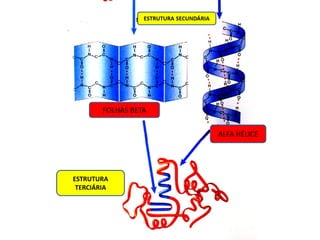 FOLHAS BETA
ALFA HÉLICE
ESTRUTURA
TERCIÁRIA
 