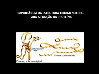 IMPORTÂNCIA DA ESTRUTURA TRIDIMENSIONAL
PARA A FUNÇÃO DA PROTEÍNA
 