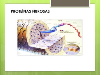 PROTEÍNAS FIBROSAS
 