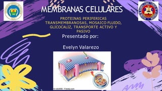 MEMBRANAS CELULARES
PROTEINAS PERIFERICAS
TRANSMEMBRANOSAS, MOSAICO FLUIDO,
GLICOCALIZ, TRANSPORTE ACTIVO Y
PASIVO
Presentado por:
Evelyn Valarezo
 