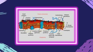 mecanicas y quimicas
3.
8 LOS HIDRATOS DE CARBONOCUMPLENFUNCIONES
RELEVANTES ENLAS MEMBRANAS CELULARES
adhesion celular.
C...