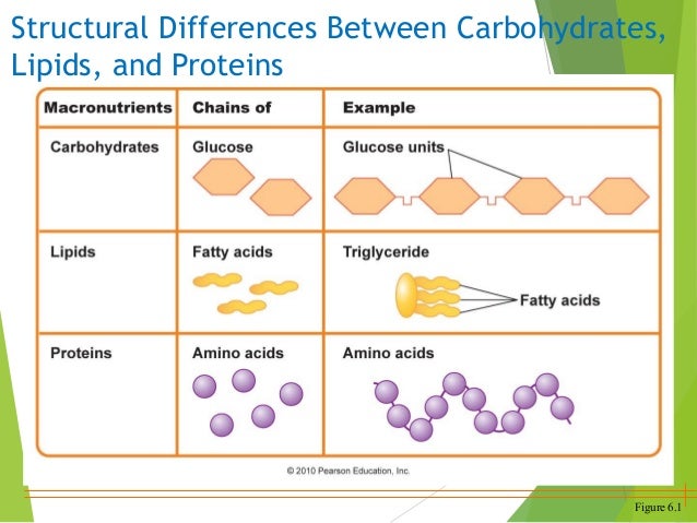 Carbohydrates Lipids And Proteins