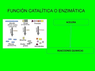 FUNCIÓN CATALÍTICA O ENZIMÁTICA
ACELERA
REACCIONES QUIMICAS
 